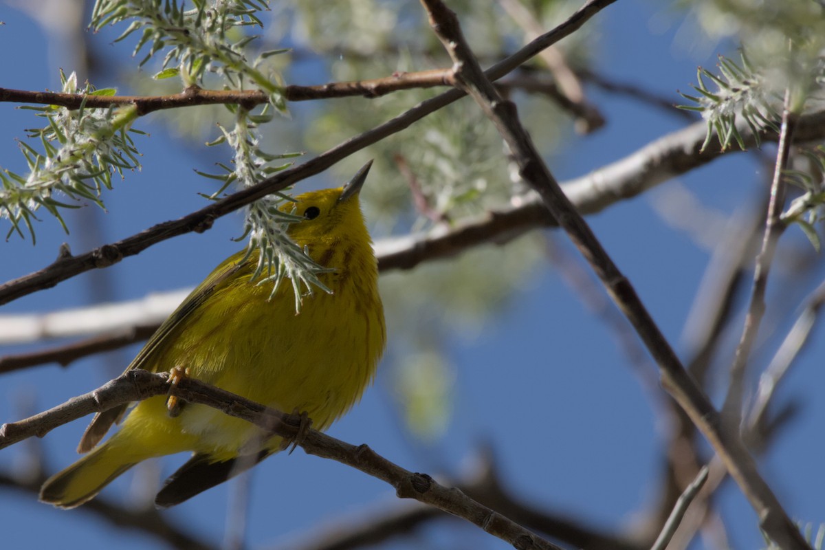 Yellow Warbler - Carson Kearns