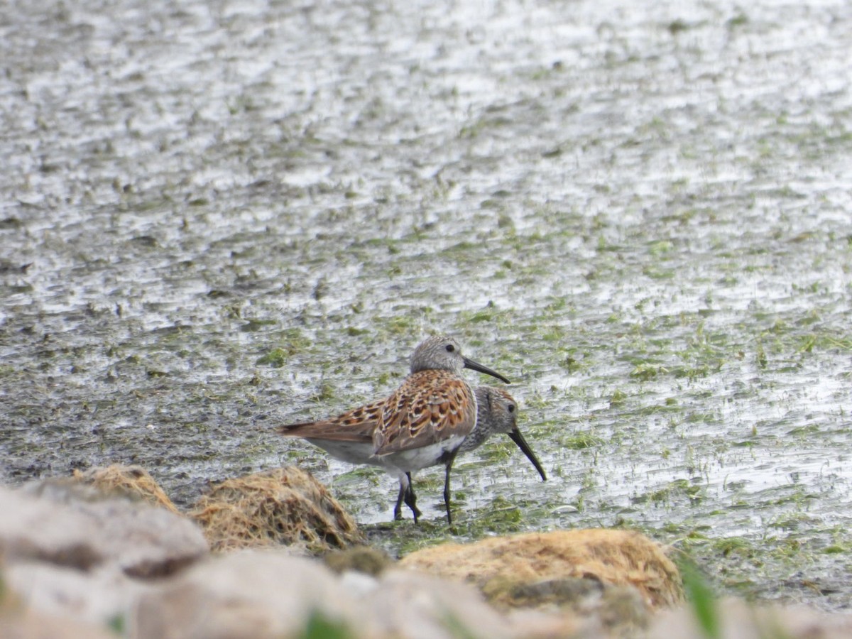 Dunlin - ML619605255