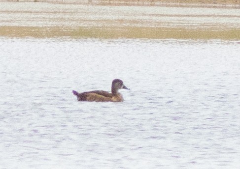 Ring-necked Duck - Jimmy McMorran