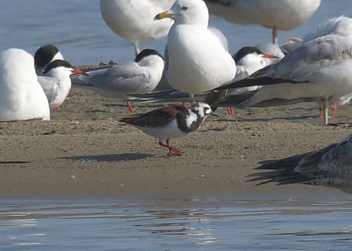 Ruddy Turnstone - Janet Smigielski