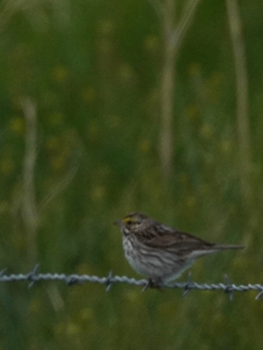 Savannah Sparrow - Kristy Dhaliwal