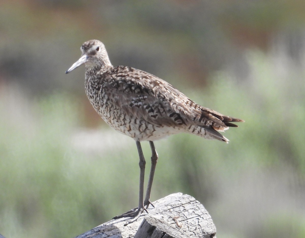 Willet (Western) - Lauri Taylor