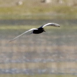 Black Tern - Leslie Steinberger