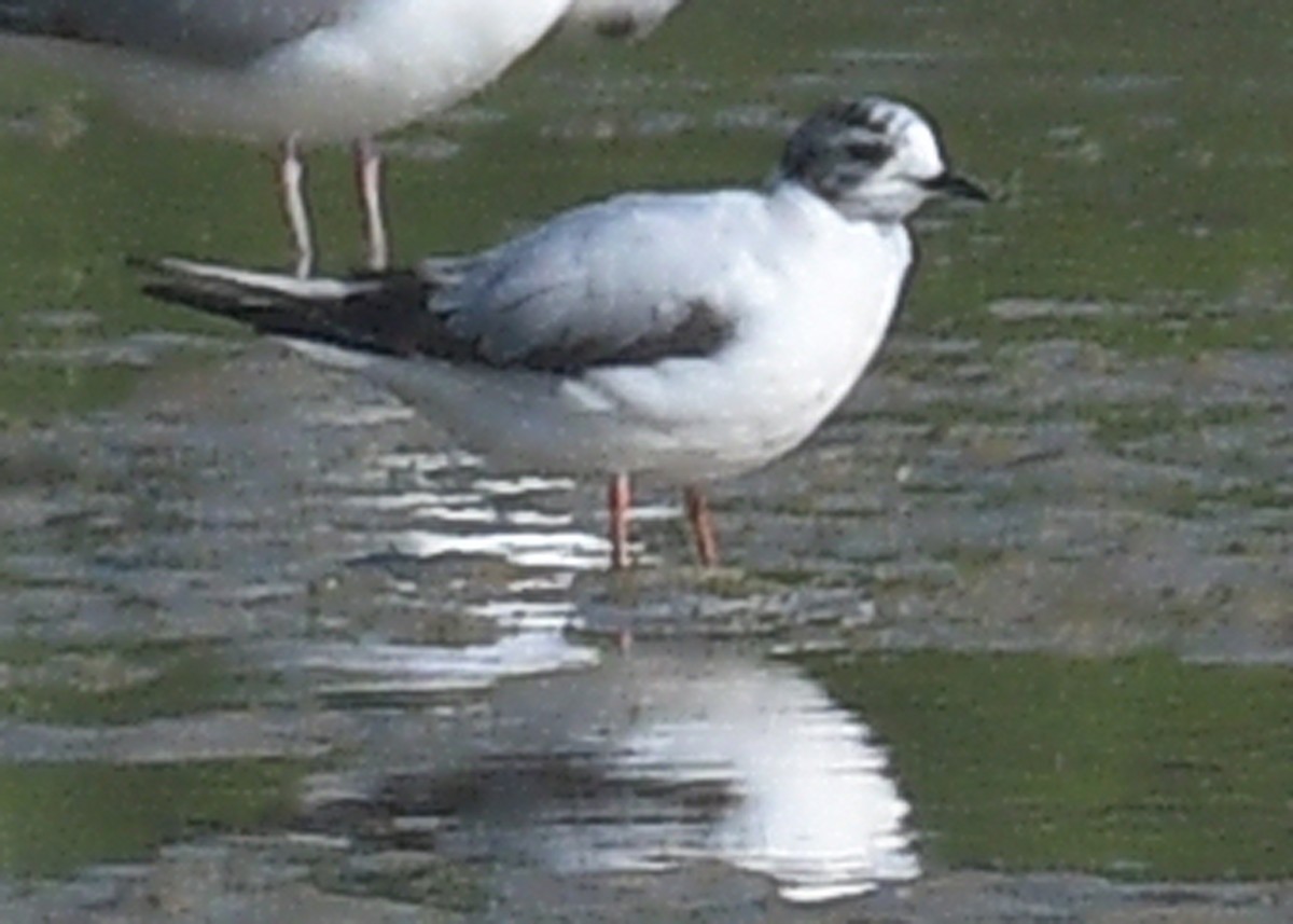 Little Gull - Janet Smigielski