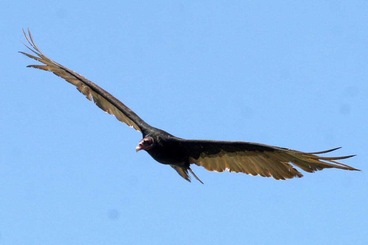Turkey Vulture - ML619605290