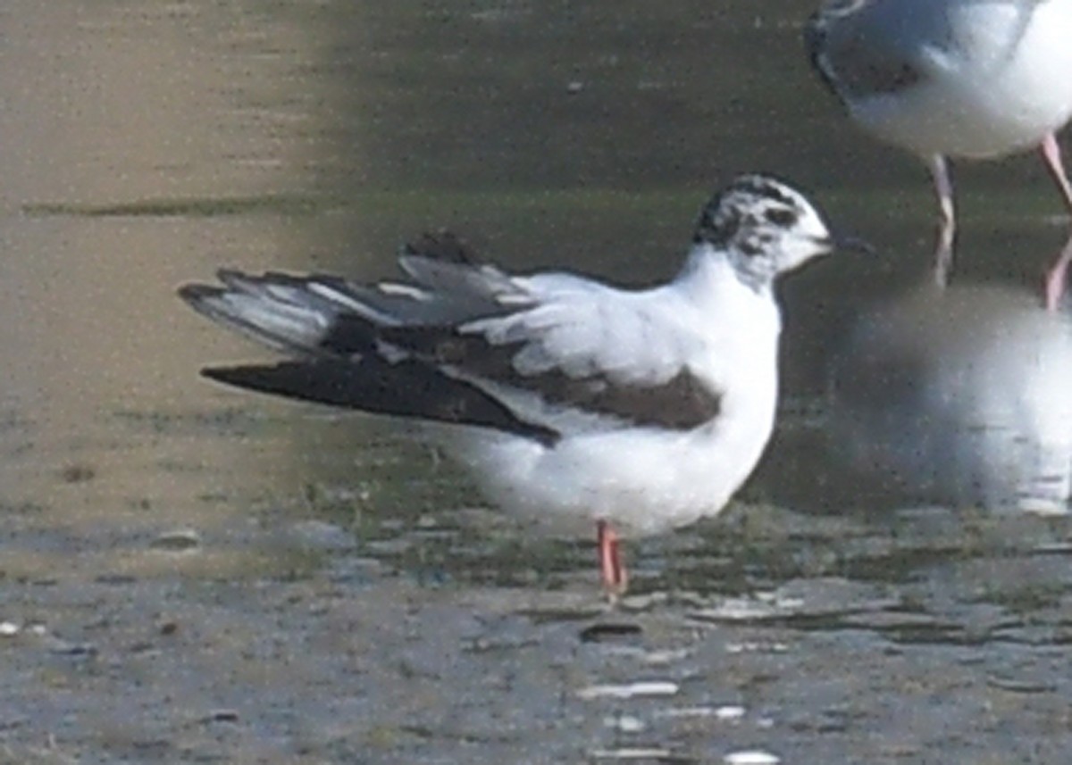 Little Gull - Janet Smigielski