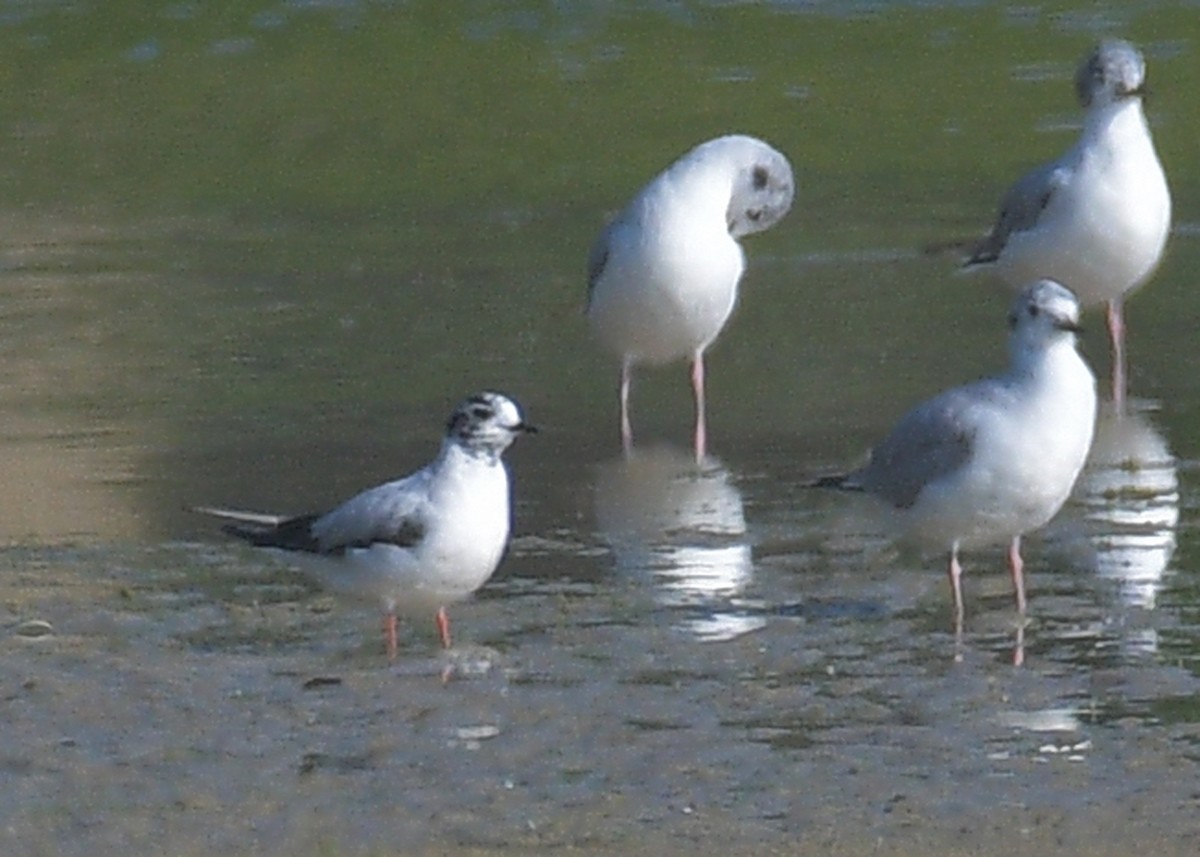 Little Gull - Janet Smigielski