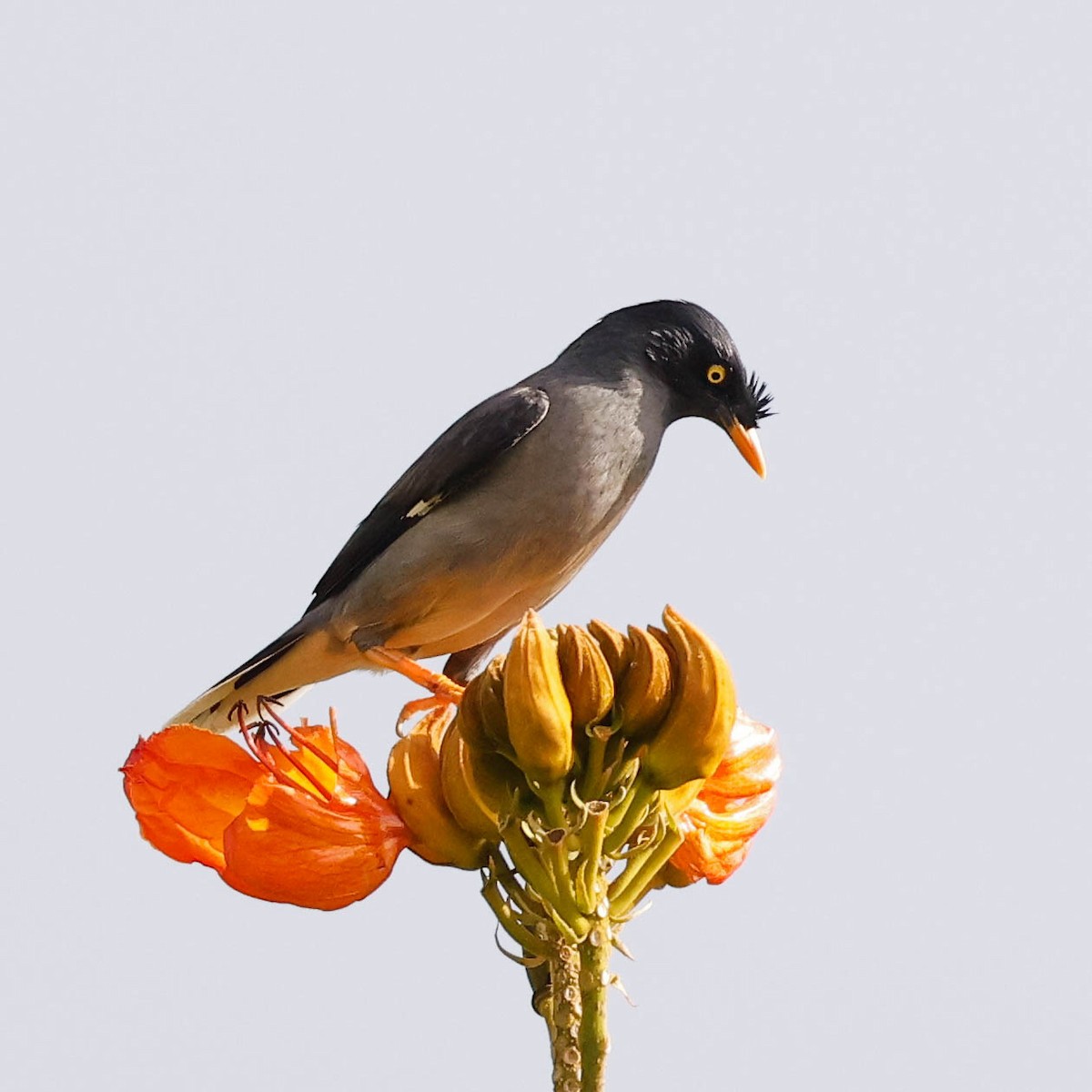 Jungle Myna - ML619605298