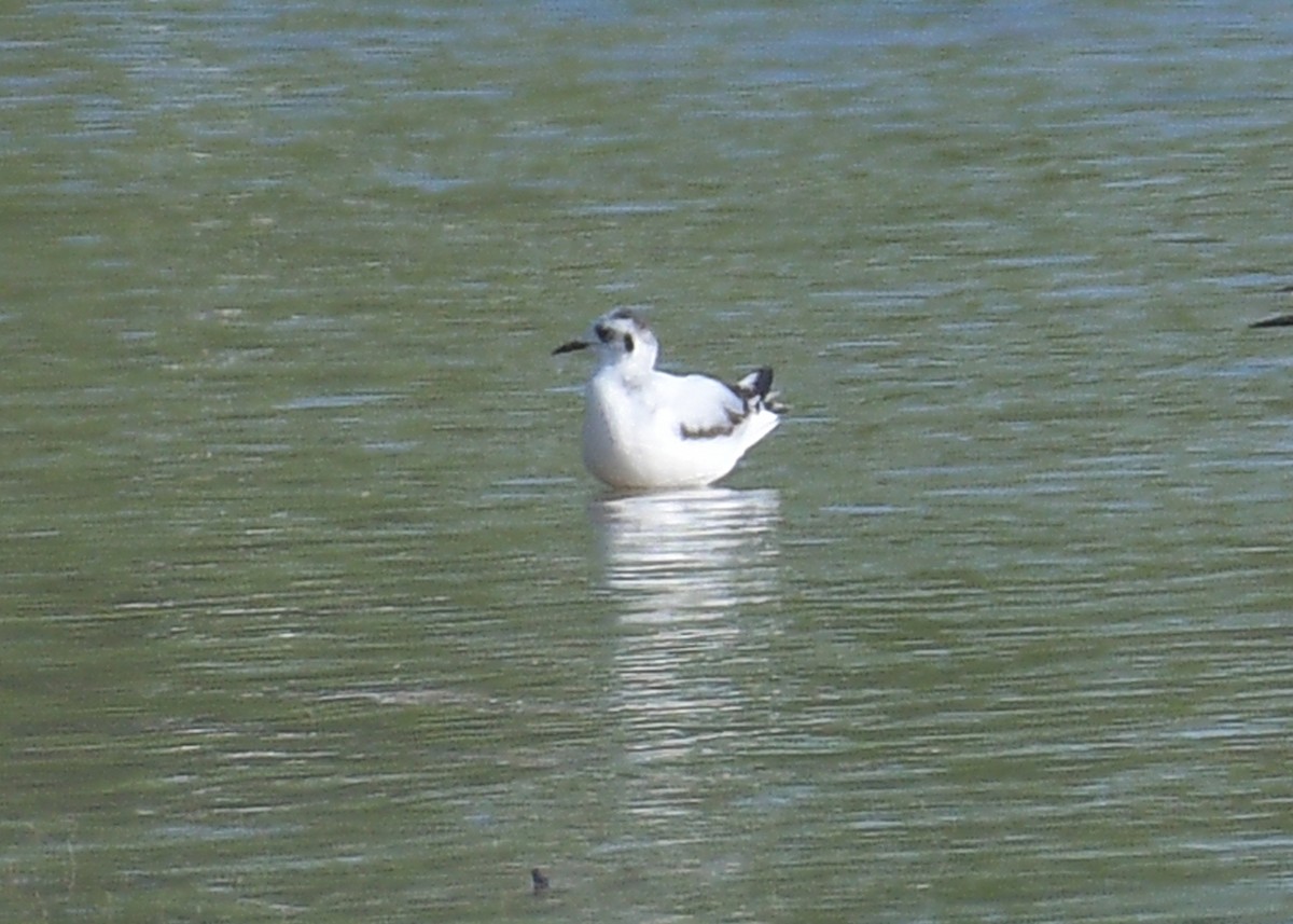 Little Gull - Janet Smigielski