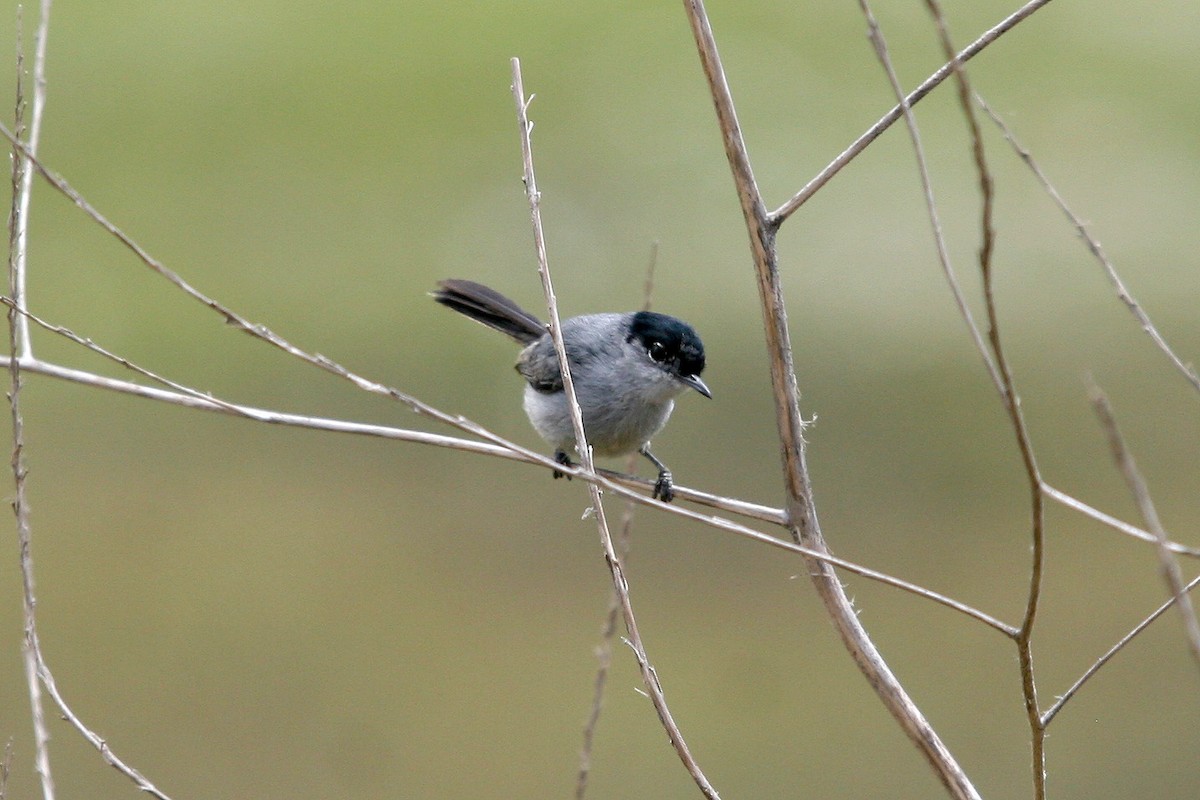 California Gnatcatcher - Danielle Hobeika