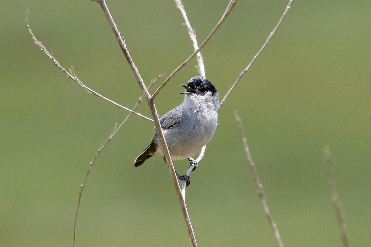 California Gnatcatcher - Danielle Hobeika