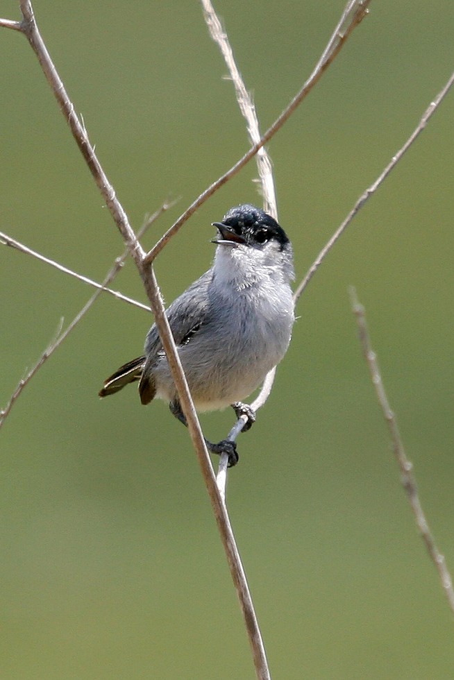 California Gnatcatcher - Danielle Hobeika