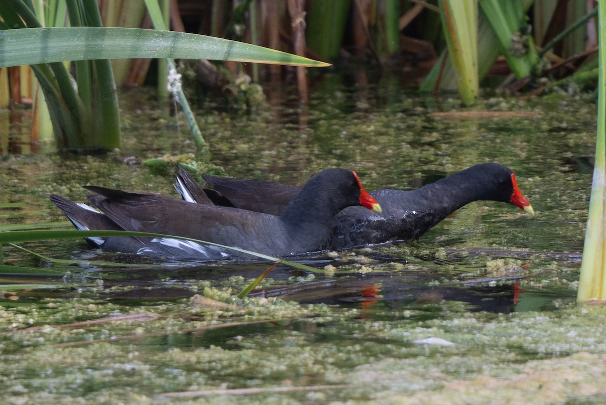 Common Gallinule - Tom Hambleton