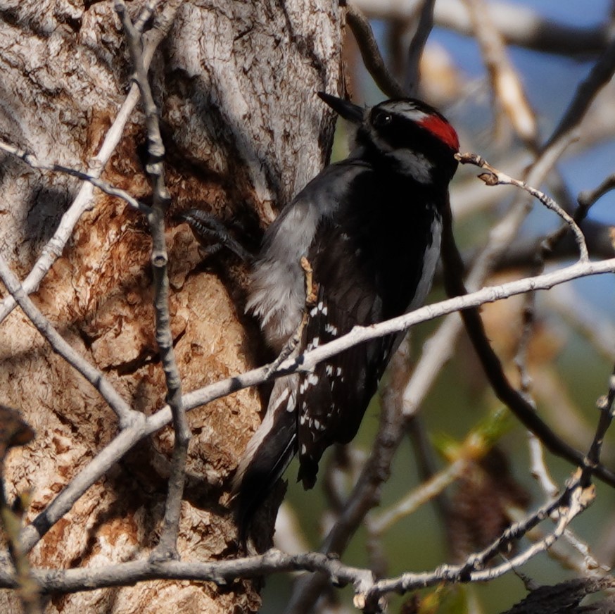 Hairy Woodpecker (Rocky Mts.) - linda p