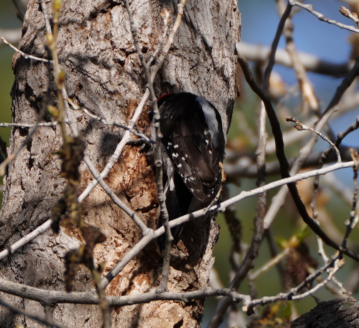 Hairy Woodpecker (Rocky Mts.) - ML619605310