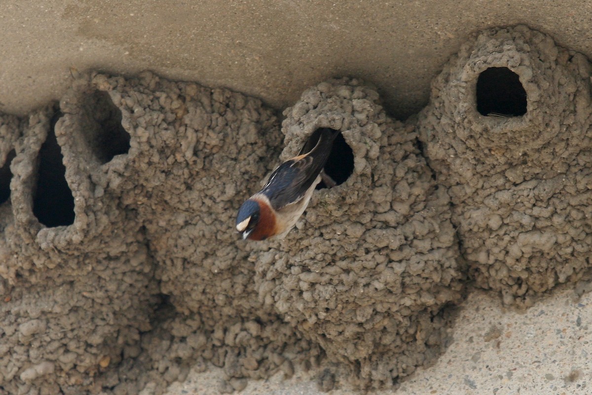 Cliff Swallow - ML619605312