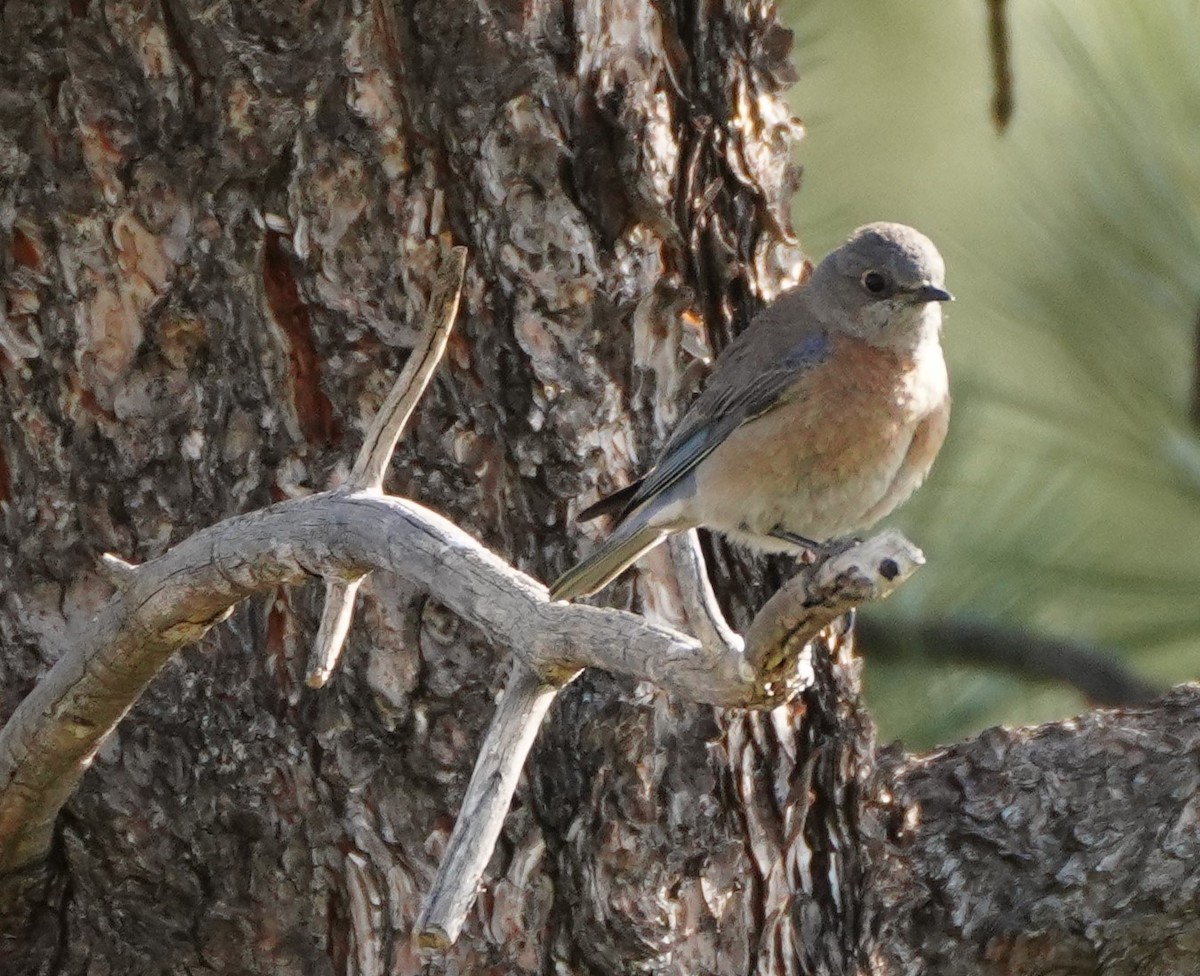 Western Bluebird - linda p