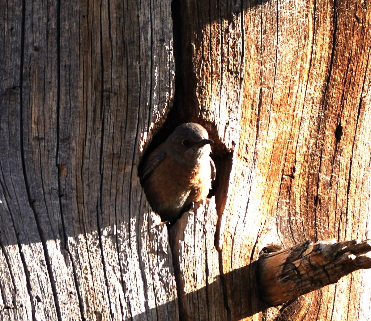 Western Bluebird - linda p