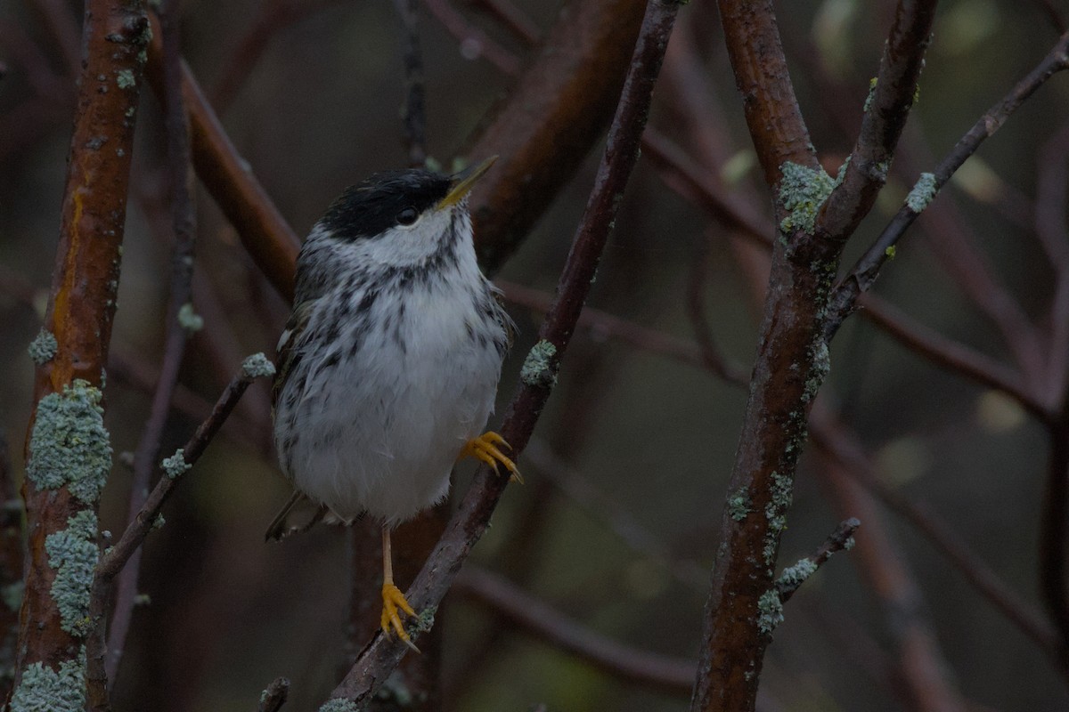 Blackpoll Warbler - Carson Kearns