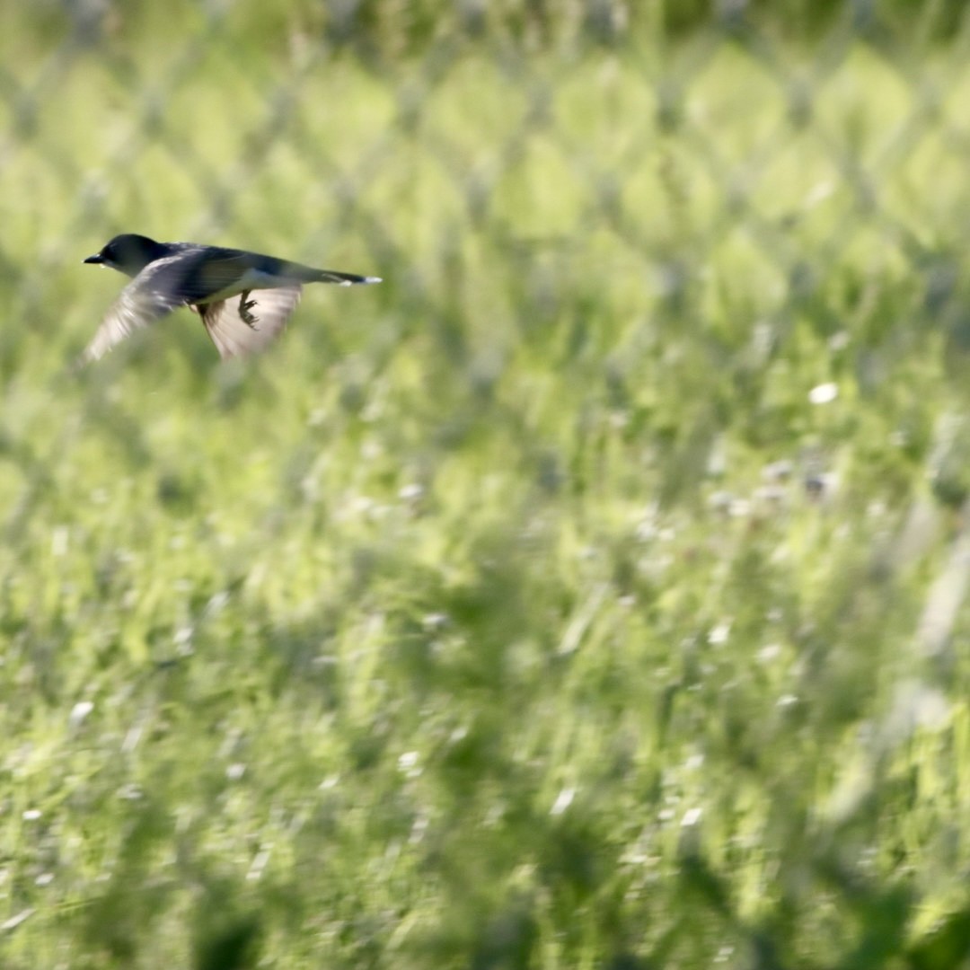 Eastern Kingbird - Leslie Steinberger