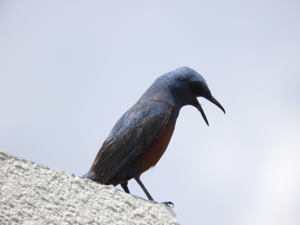 Blue Rock-Thrush - Takayuki Uchida