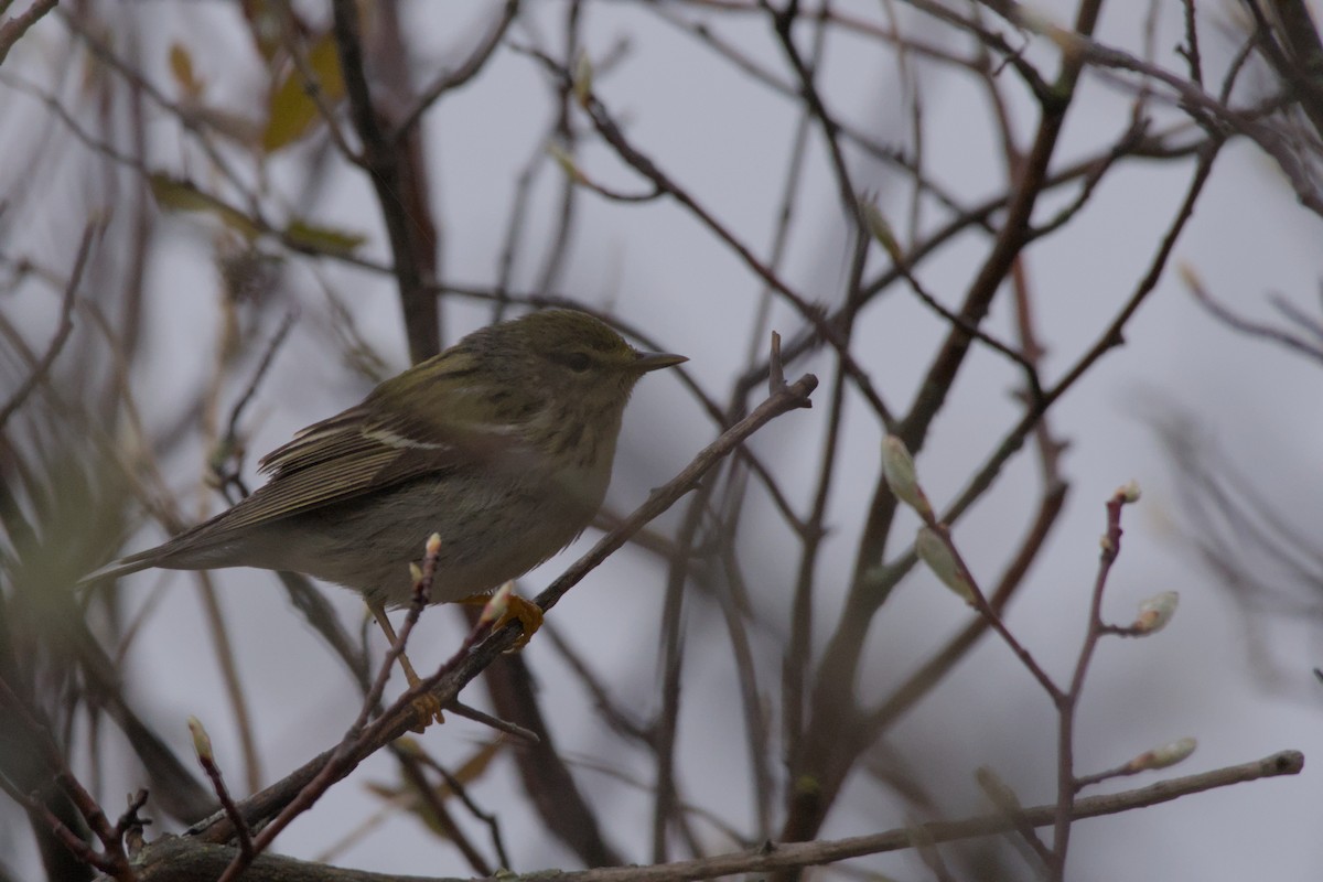 Blackpoll Warbler - Carson Kearns