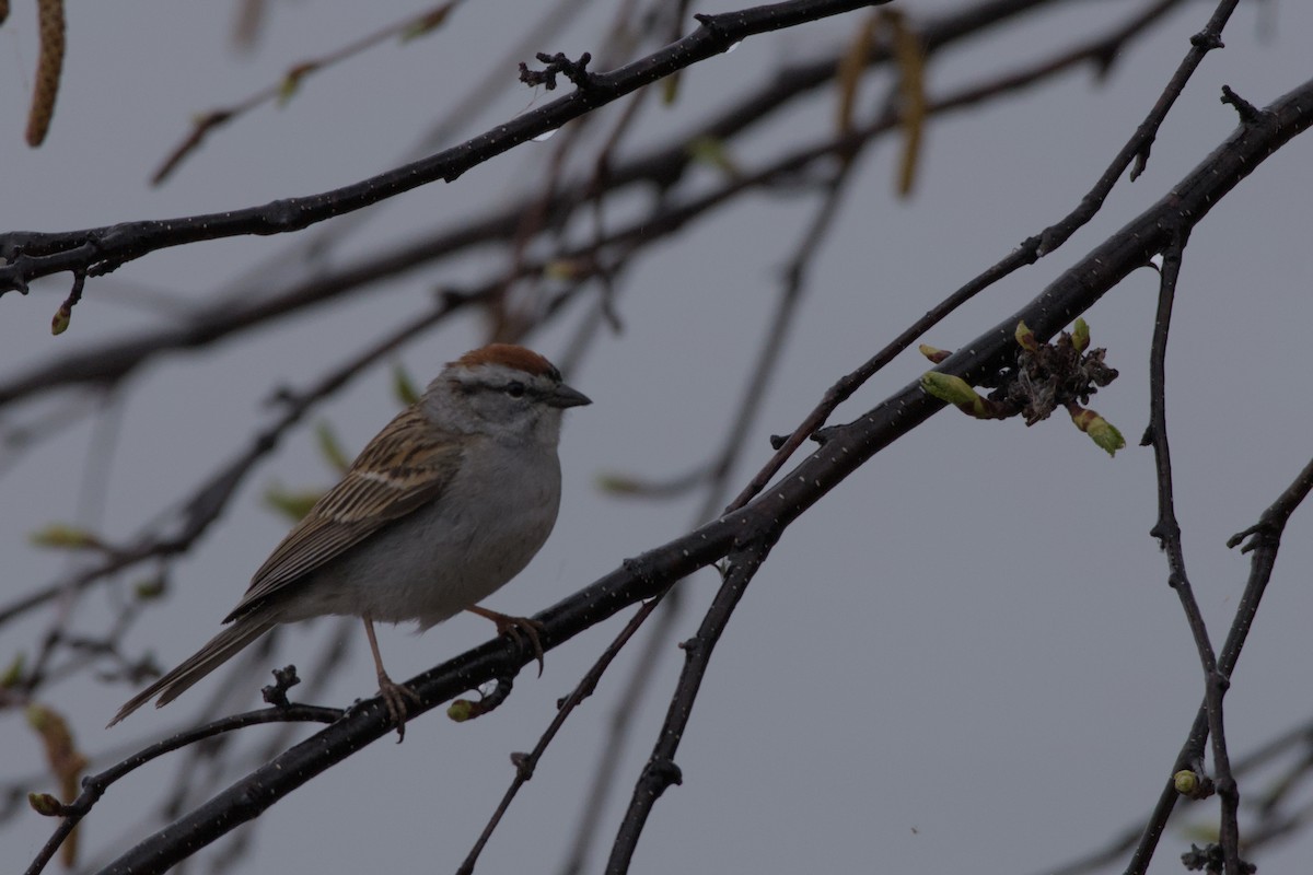 Chipping Sparrow - Carson Kearns