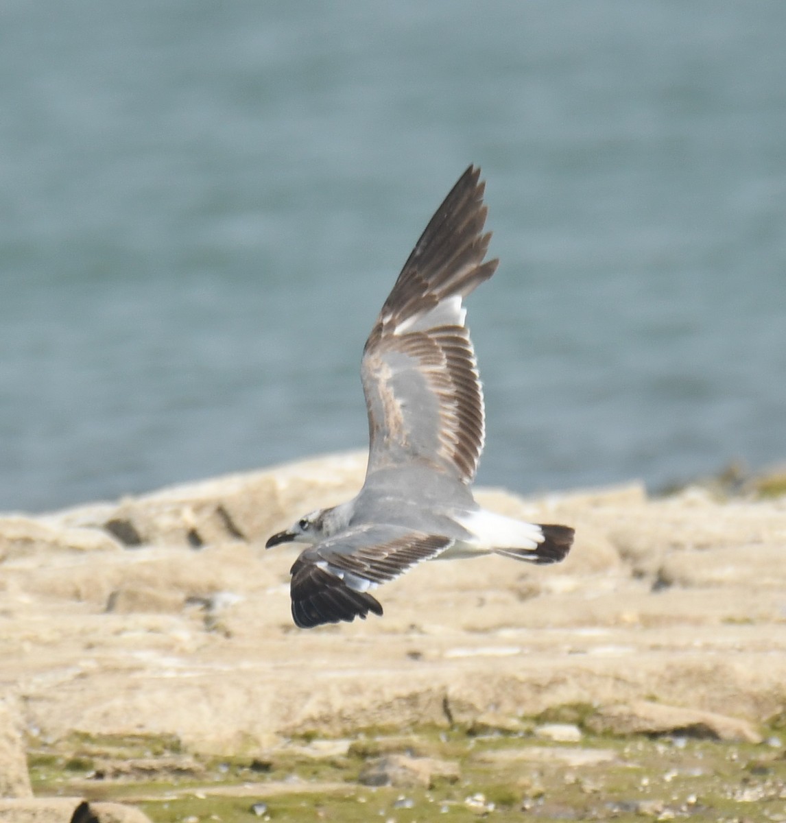 Laughing Gull - Leonardo Guzmán (Kingfisher Birdwatching Nuevo León)