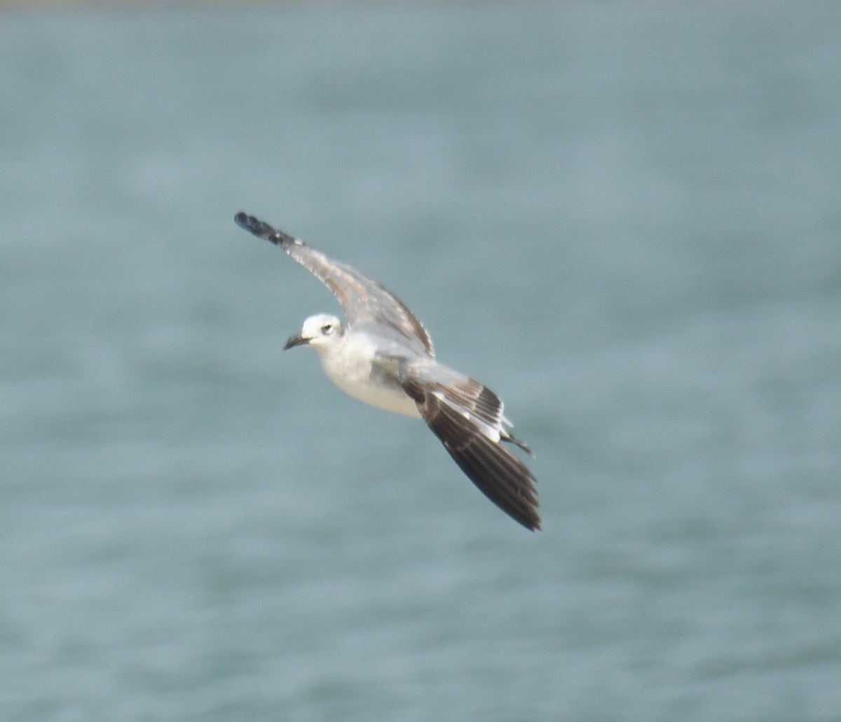 Laughing Gull - Leonardo Guzmán (Kingfisher Birdwatching Nuevo León)