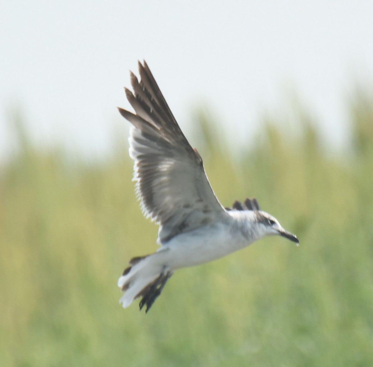 Laughing Gull - Leonardo Guzmán (Kingfisher Birdwatching Nuevo León)