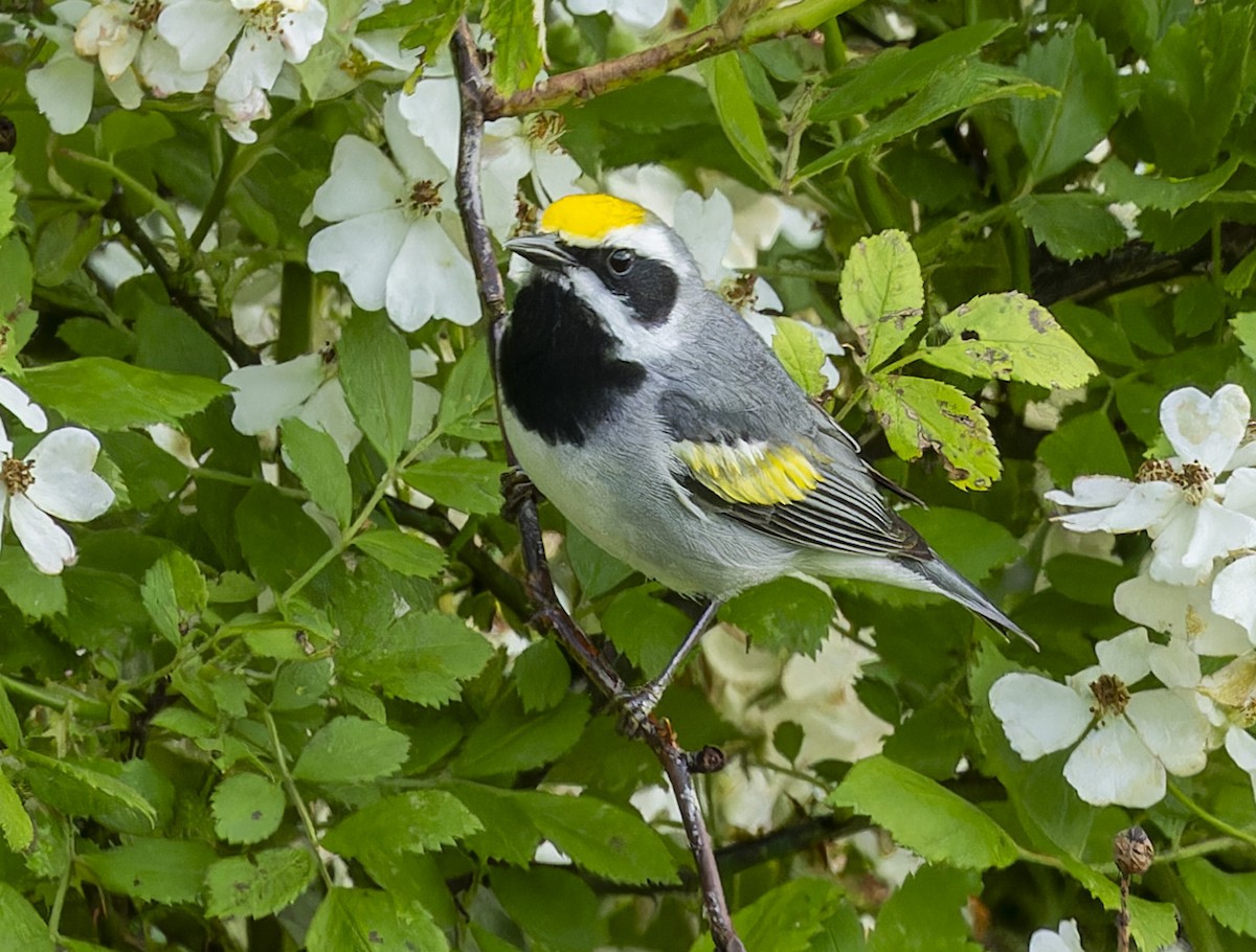 Golden-winged Warbler - Anonymous