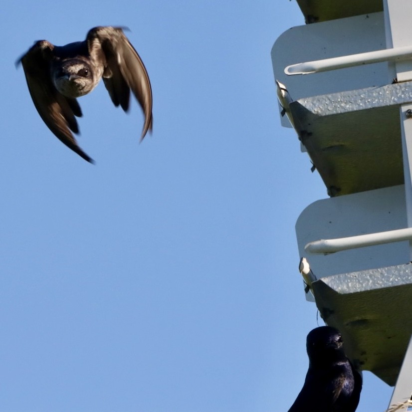 Purple Martin - Leslie Steinberger