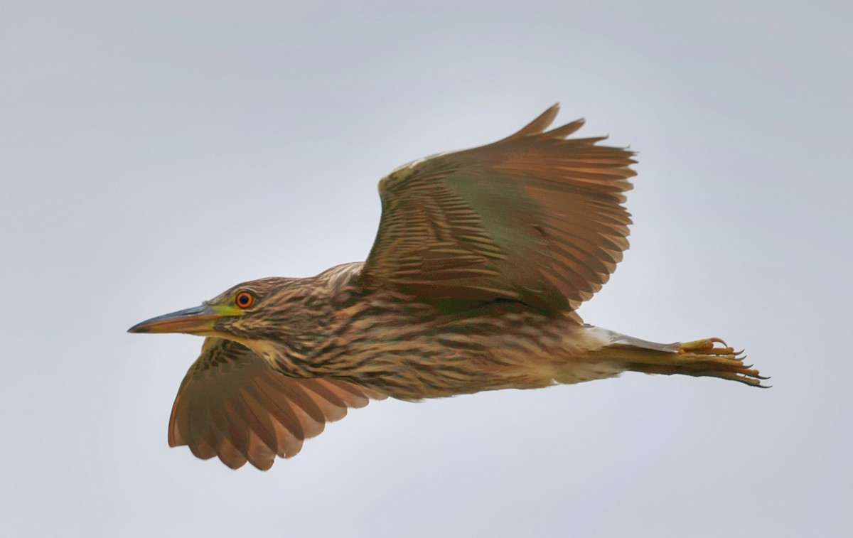 Black-crowned Night Heron - Greg Cross