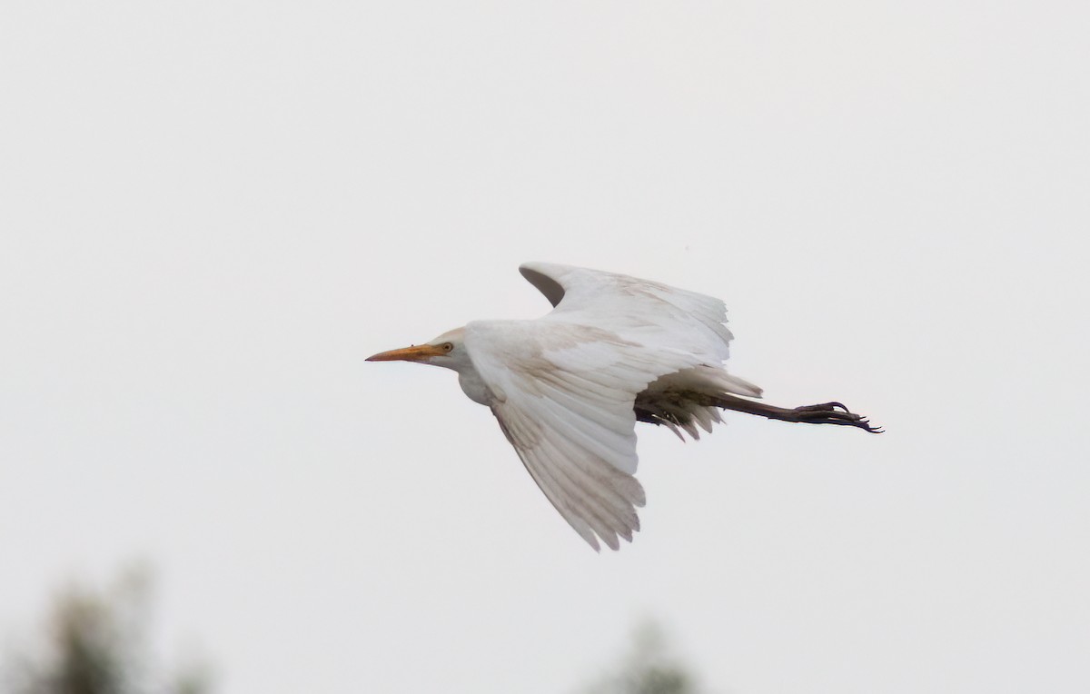 Western Cattle Egret - Jimmy McMorran