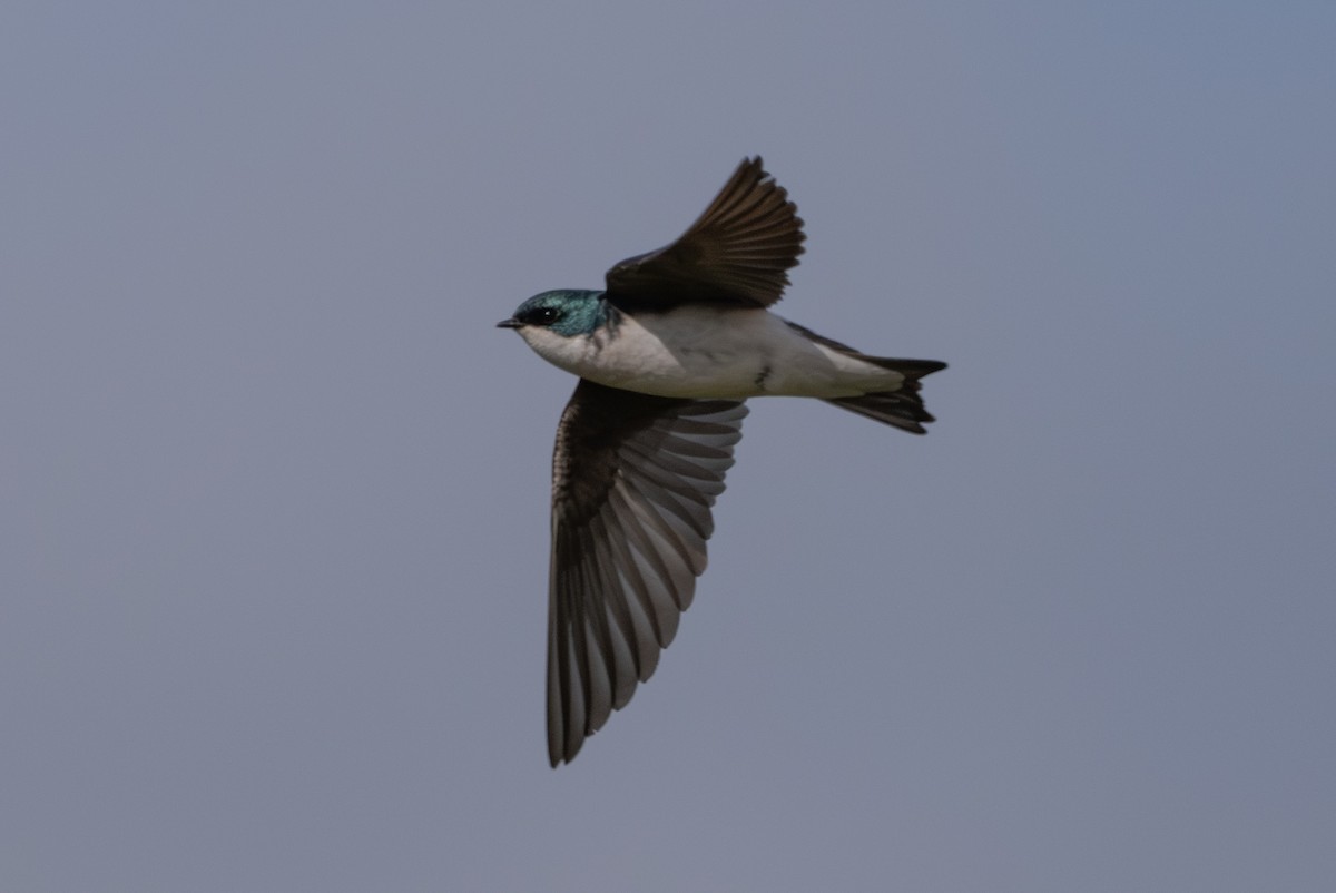 Tree Swallow - Tom Hambleton