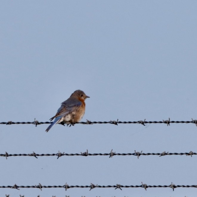 Eastern Bluebird - Leslie Steinberger