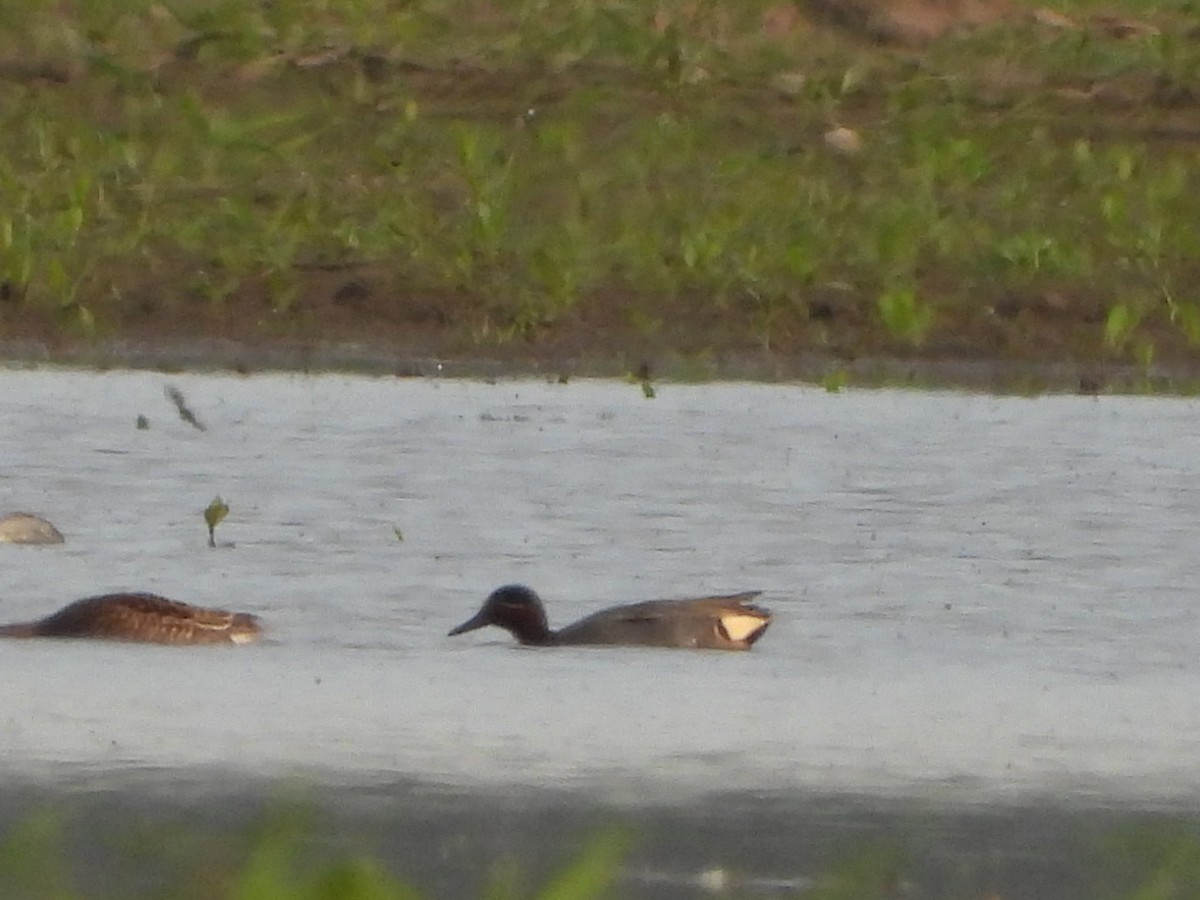 Green-winged Teal - Monika Czupryna