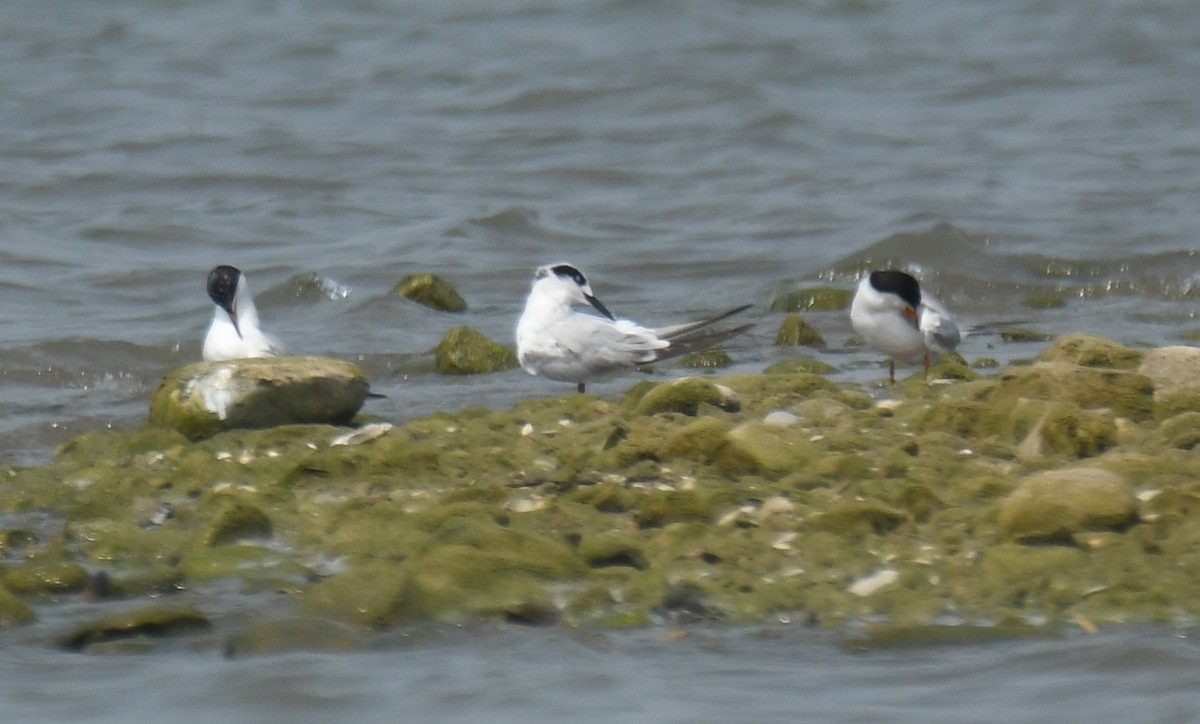 Forster's Tern - Leonardo Guzmán (Kingfisher Birdwatching Nuevo León)