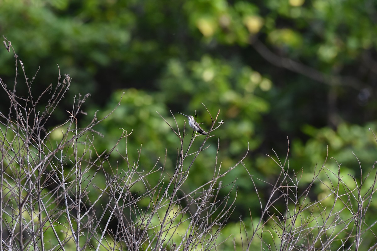 Plain-capped Starthroat - ML619605390