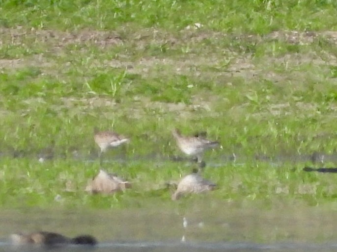 Eurasian Curlew - Monika Czupryna