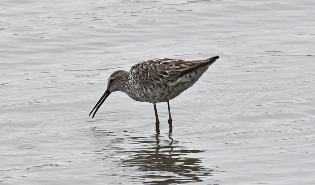 Stilt Sandpiper - Tim Saylor