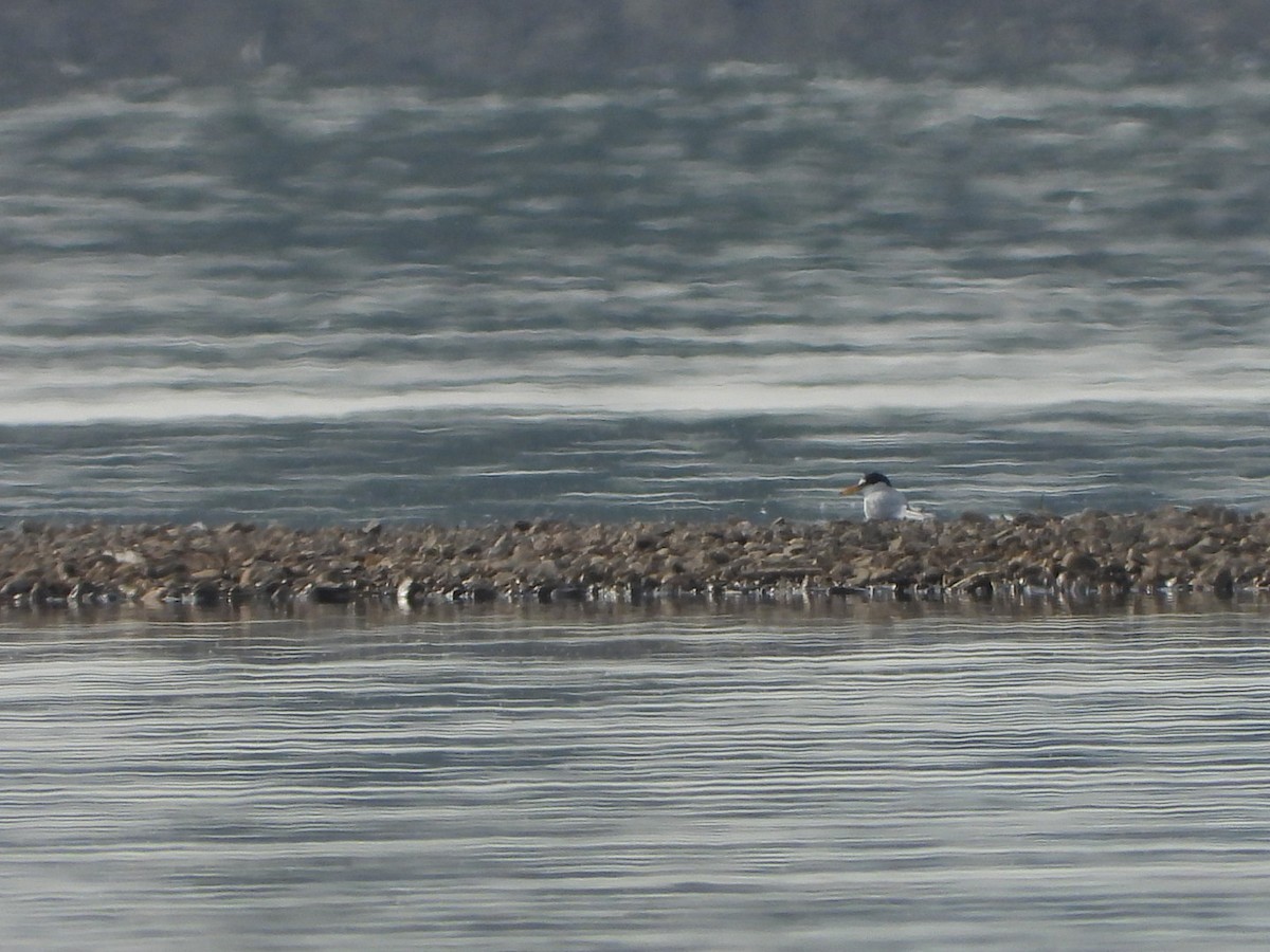 Little Tern - Monika Czupryna