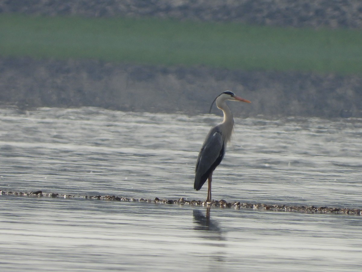 Gray Heron - Monika Czupryna