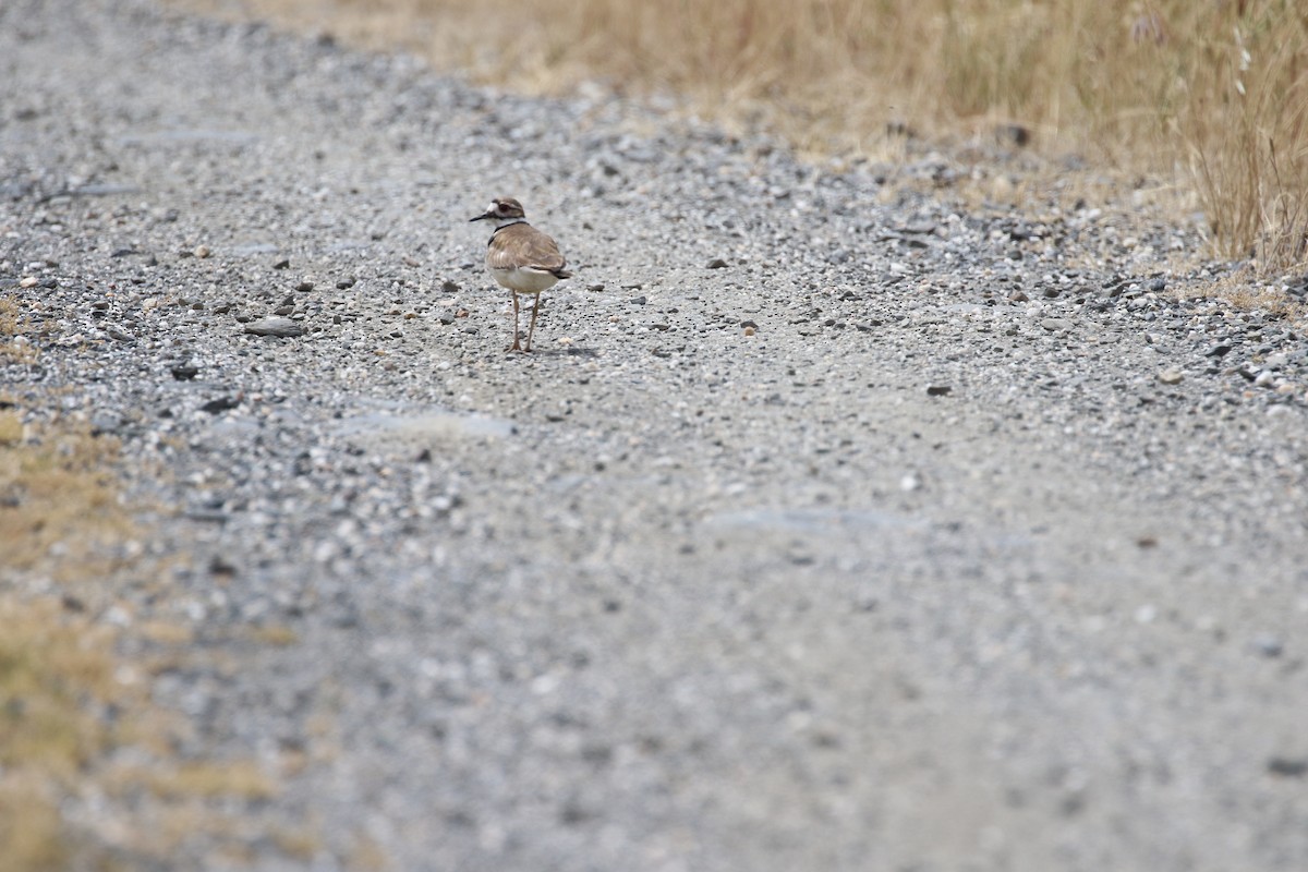 Killdeer - maggie peretto