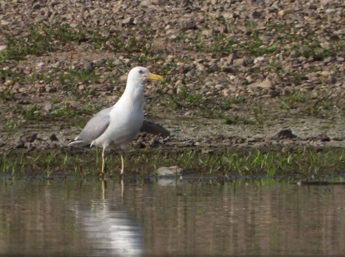 Caspian Gull - Monika Czupryna