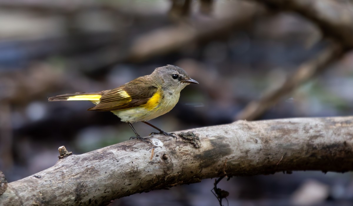 American Redstart - ML619605404