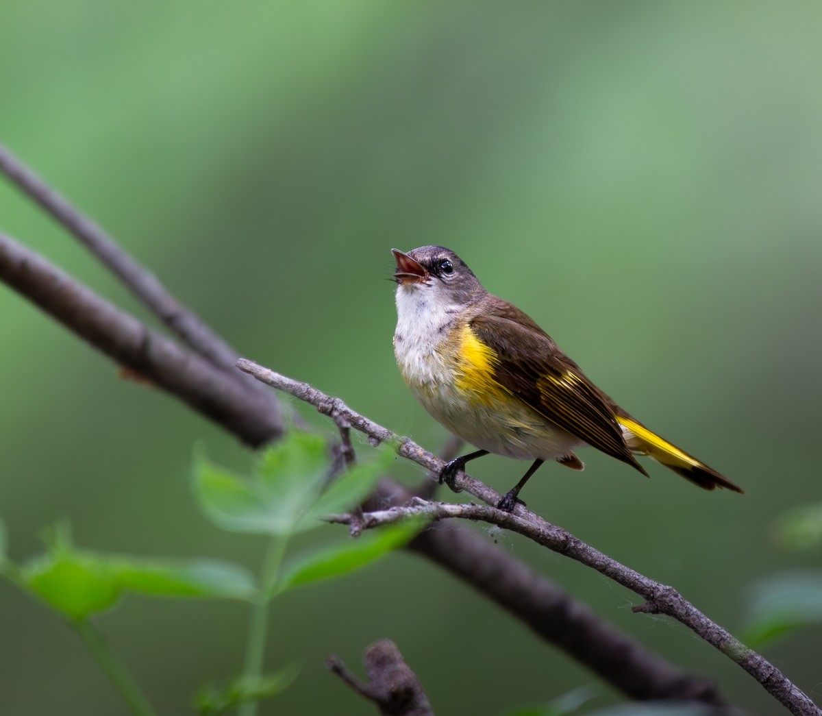 American Redstart - ML619605405