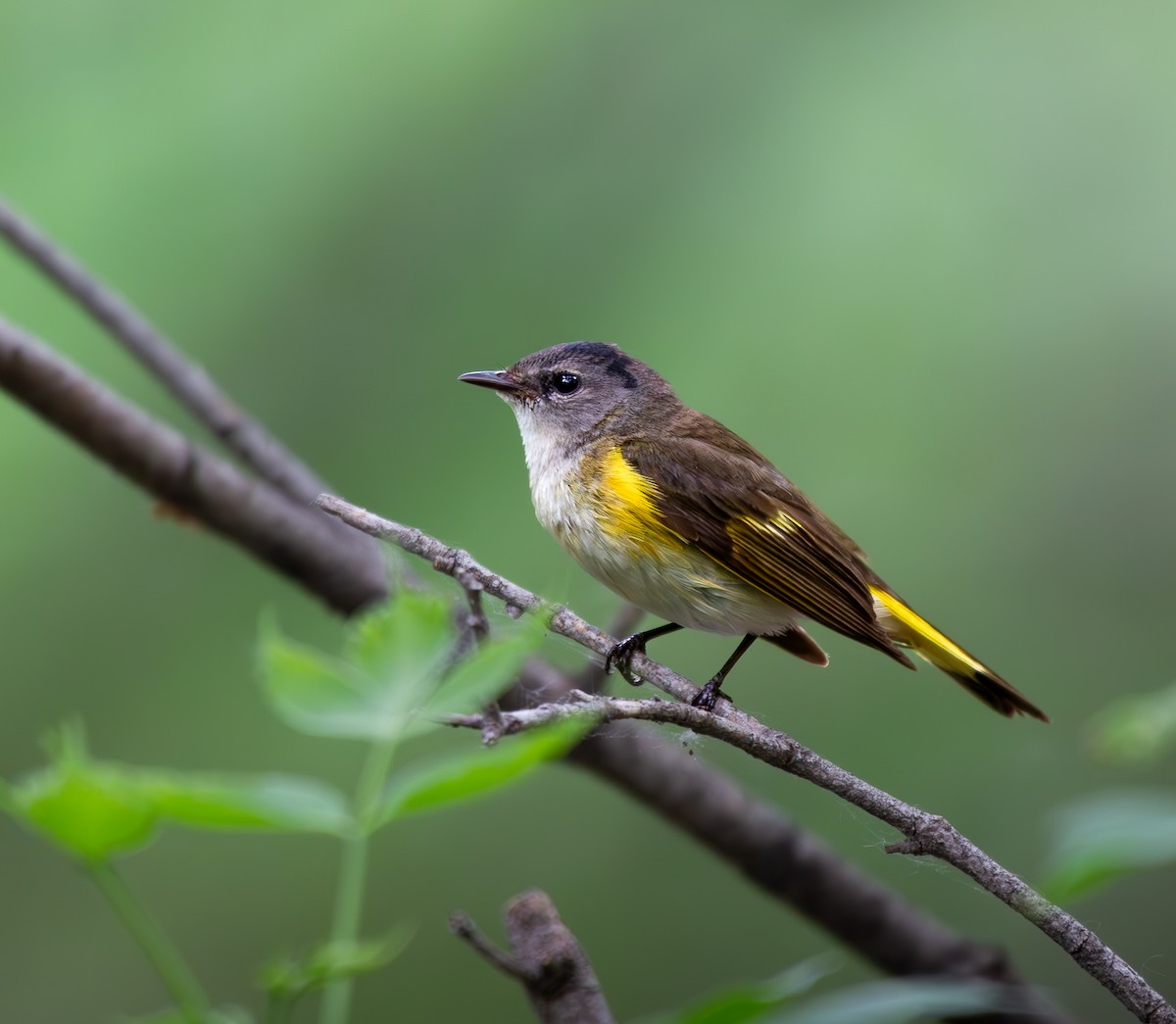 American Redstart - Will Carlson