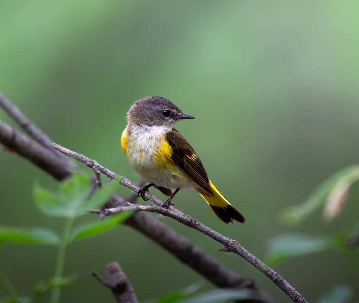 American Redstart - ML619605407