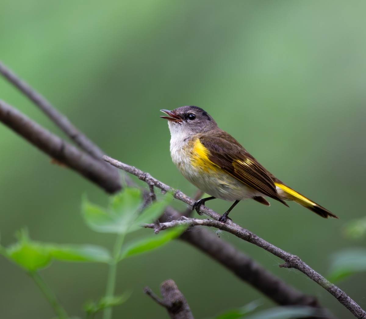 American Redstart - ML619605408